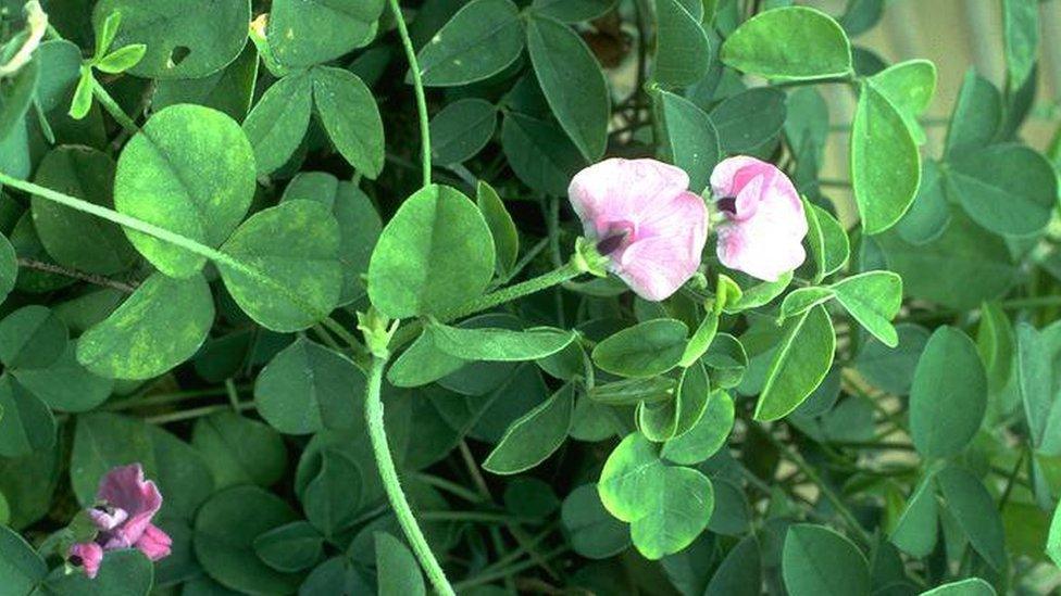 clover-glycine-plant.