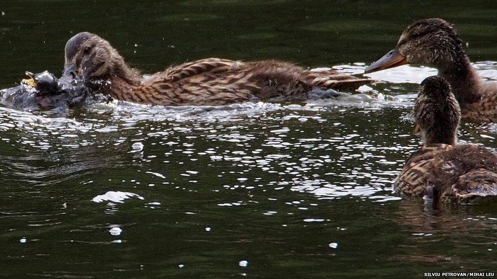 Mallard duck eating bird