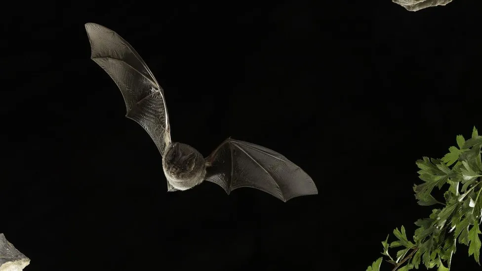 A Barbastelle bat flying through the air at night.