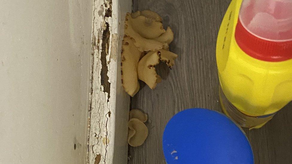 Mushrooms growing in flat bathroom