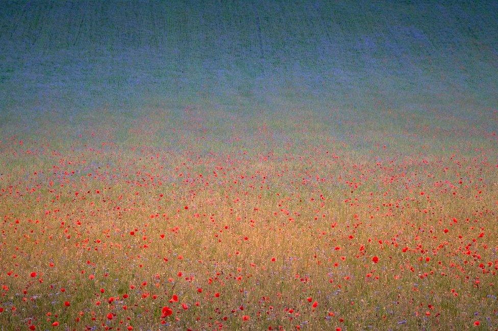 A field of poppies and cornflowers in Castelluccio di Norcia, Umbria, Italy