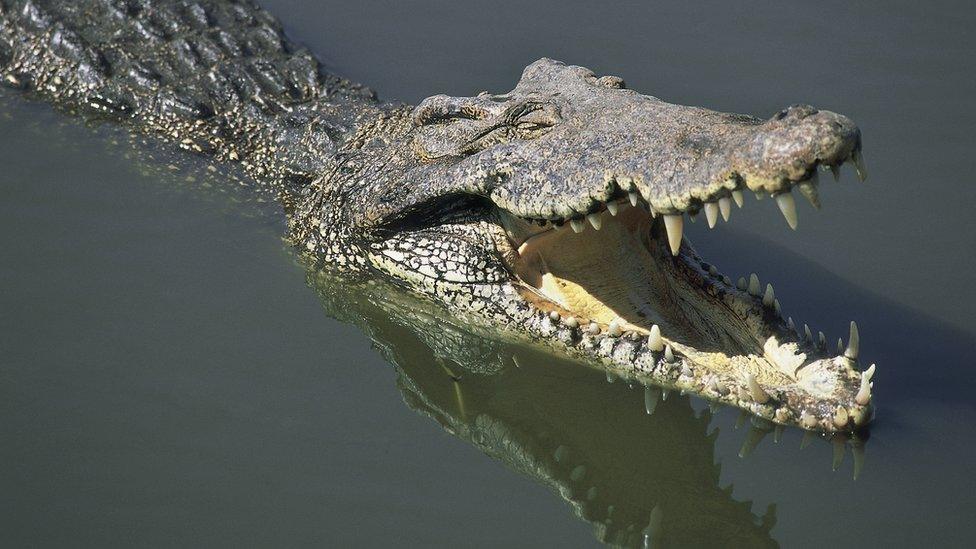 A crocodile