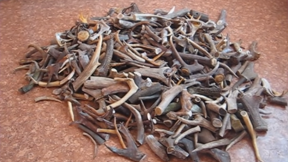 Haul of deer antlers seized by Belarusian customs July 2018