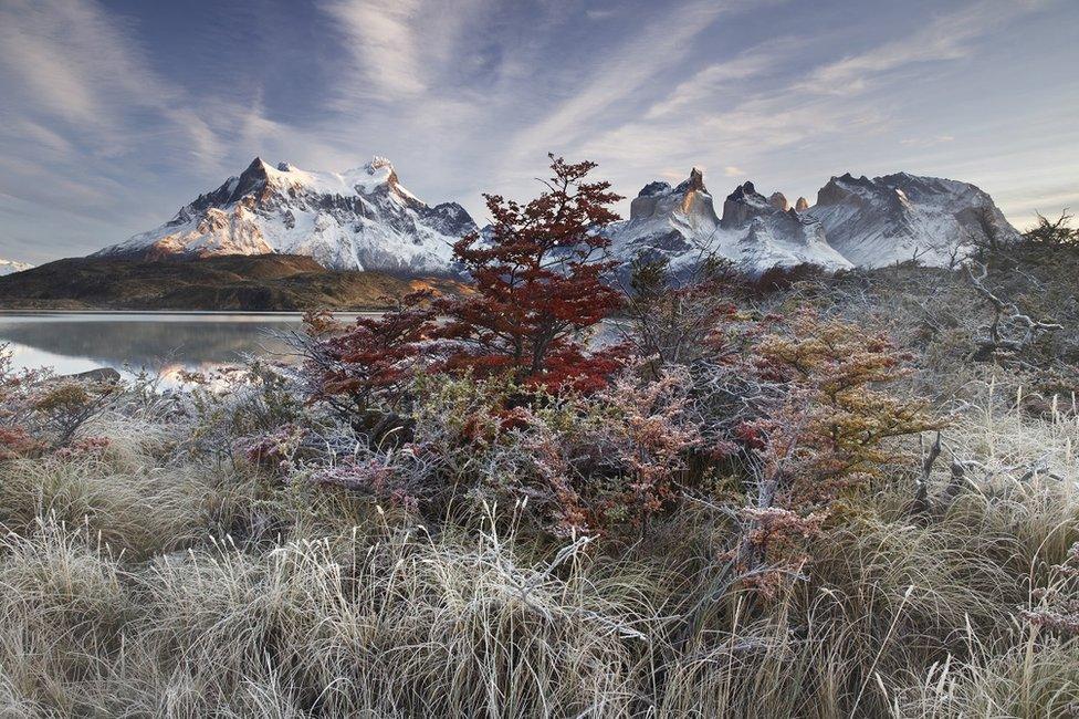 A view of trees and mountains covered by snow and frost