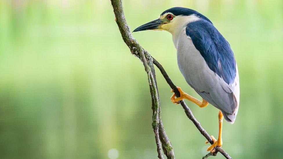 Black-crowned night herons