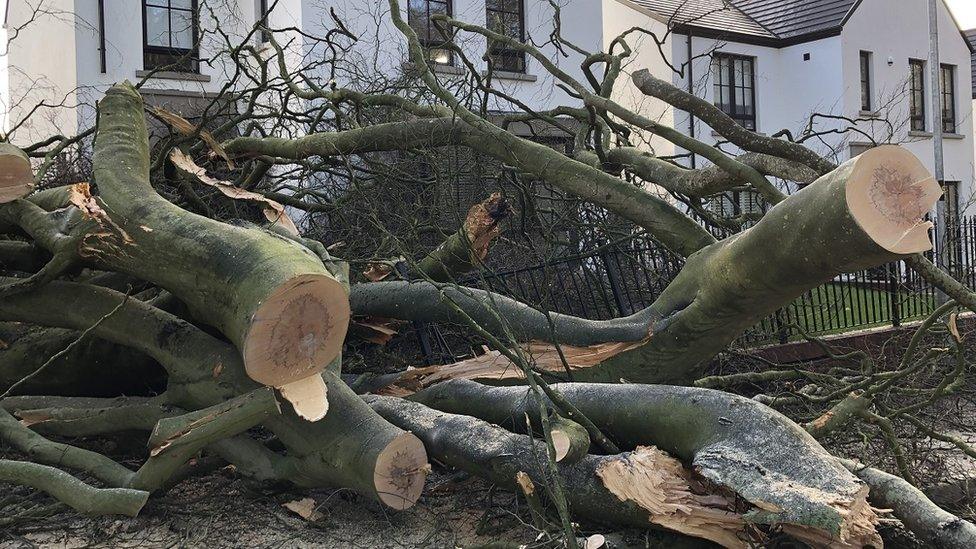 A tree fell in County Londonderry during Storm Franklin