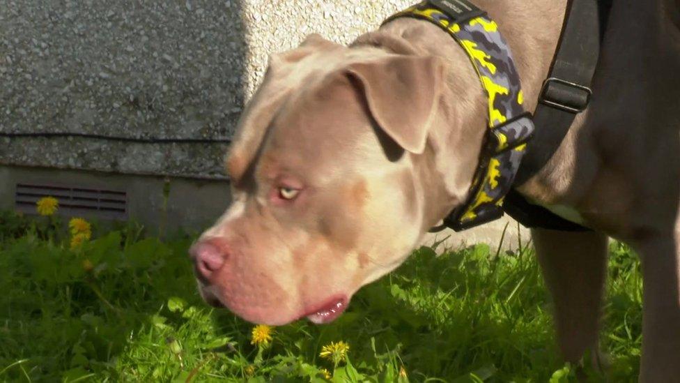 Storm, ci XL Bully