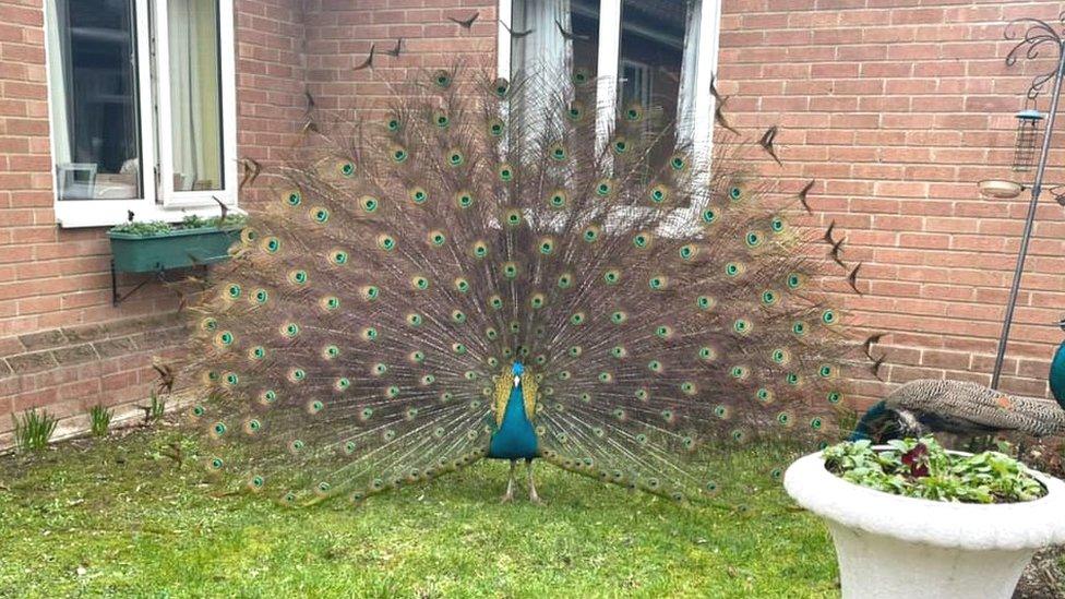 Peacock in Dereham