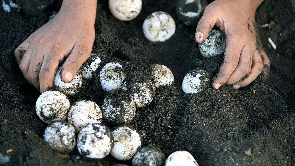 turtle-eggs.