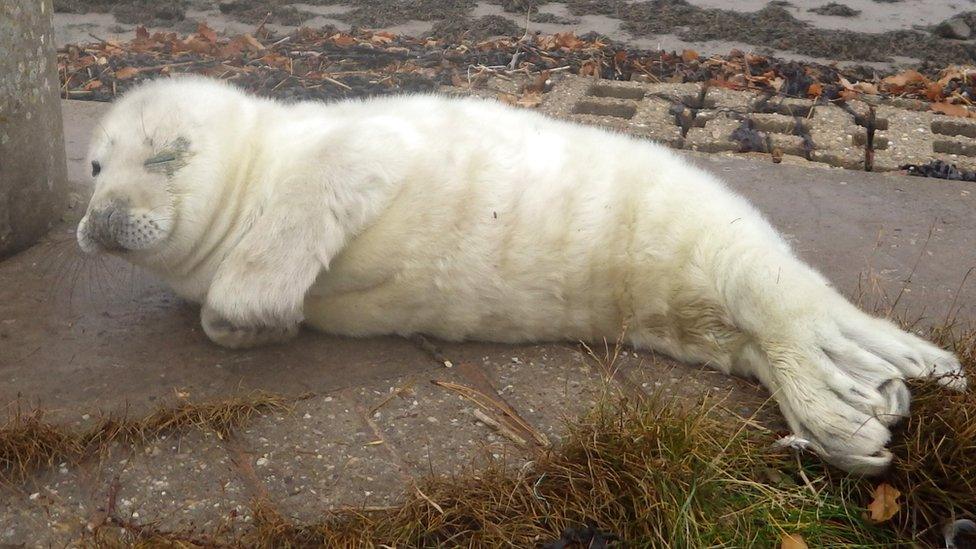 The injured seal pup