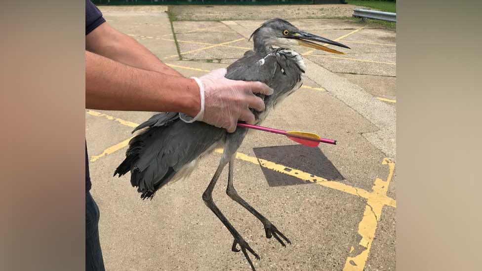 Heron at RSPCA centre with arrow through body