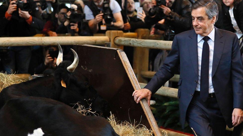 Francois Fillon looks at a cow at the Paris' International Agriculture Fair, 1 March 2017