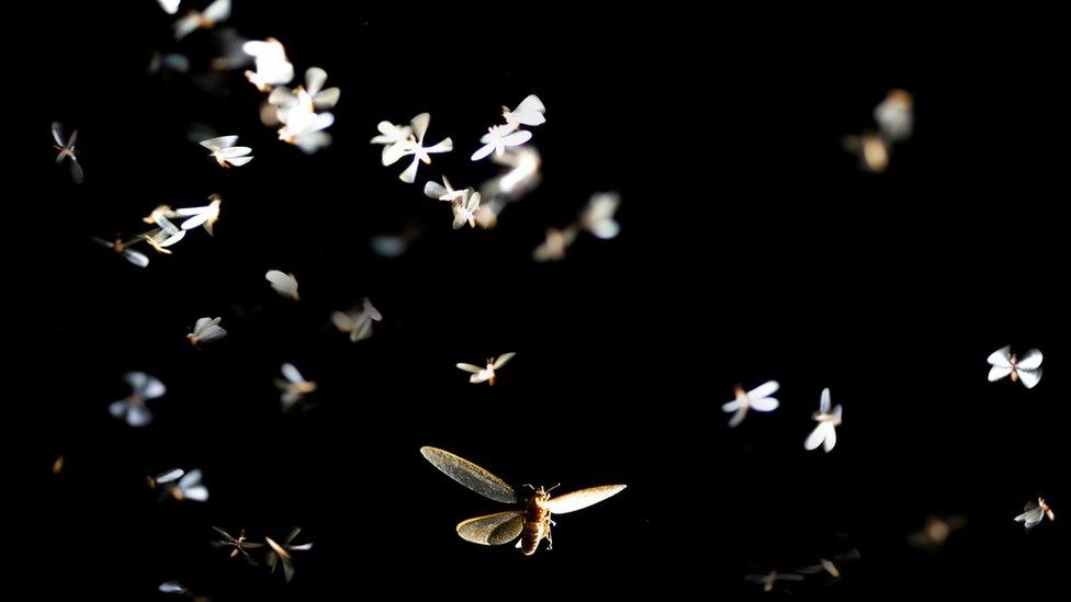 mayflies in the dark