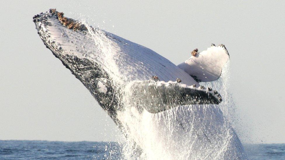 Humpback while breaching out the water