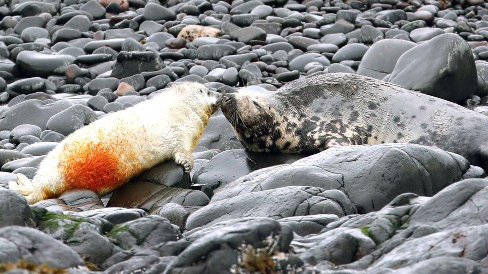 Seal pups on the Farne Islands