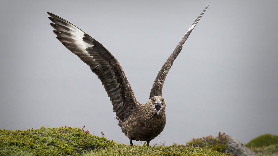 Great Skuas steal other birds' food and can prey on smaller creatures like puffins