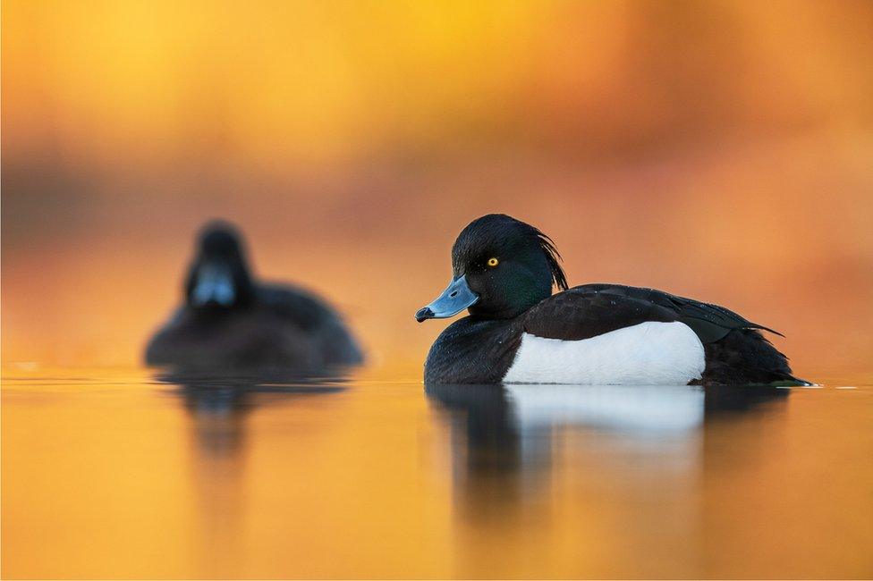 Two tufted ducks sit on water with an orange sky behind them