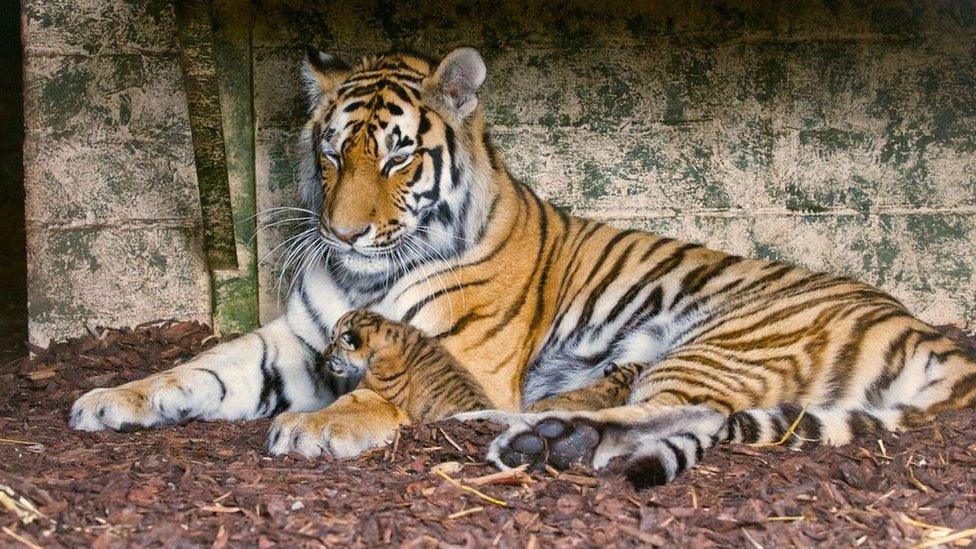 Tiger and cubs