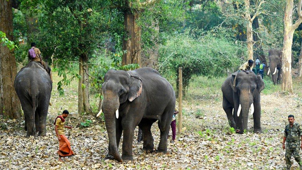 Trained elephants of forest department in Wayanad on the mission to catch rogue ones