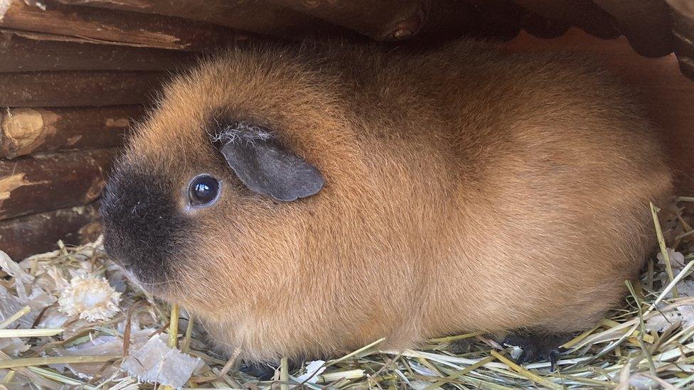 Guinea pig