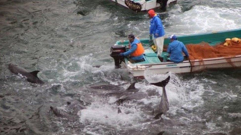 Dolphins are rounded up in Taiji, Japan (Jan 2014)