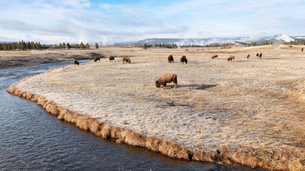 Buffalo along the Firehole River