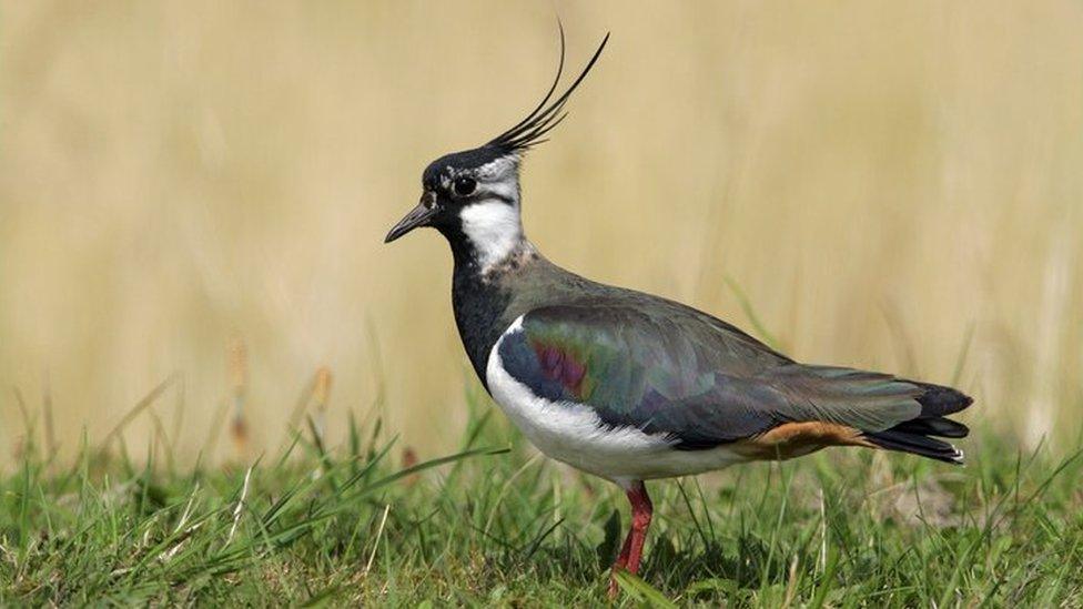 Lapwing