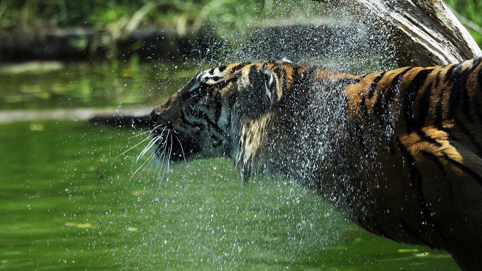 Sumatran tiger cub enjoying the water