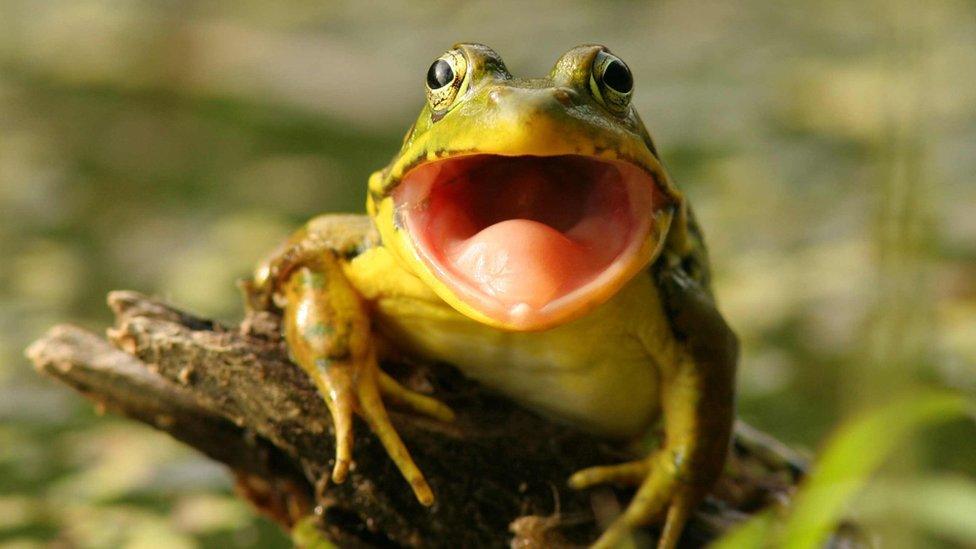 Frog mouth open