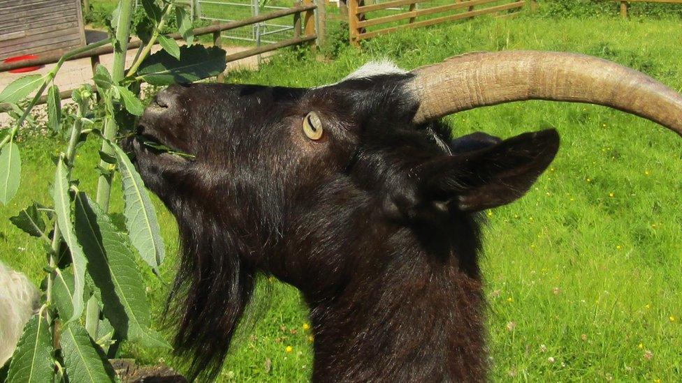 A Bagot goat at Coleg Cambria's Northop campus in Flintshire