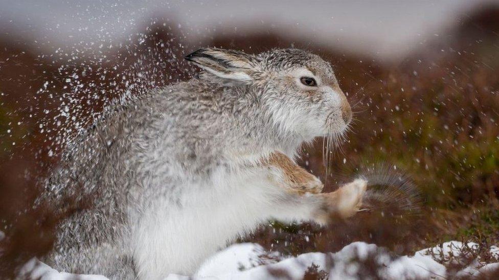 A Peak District mountain hare