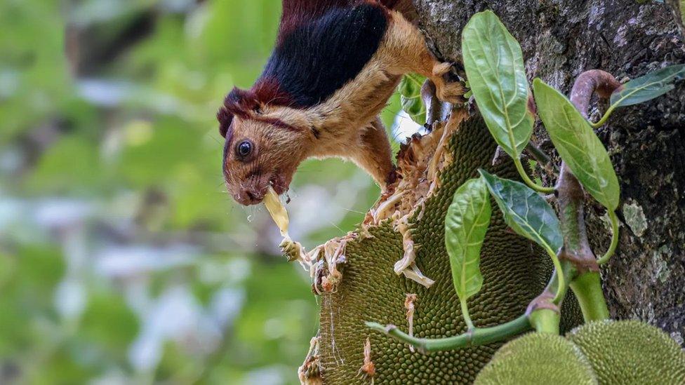 A Malabar giant squirrel