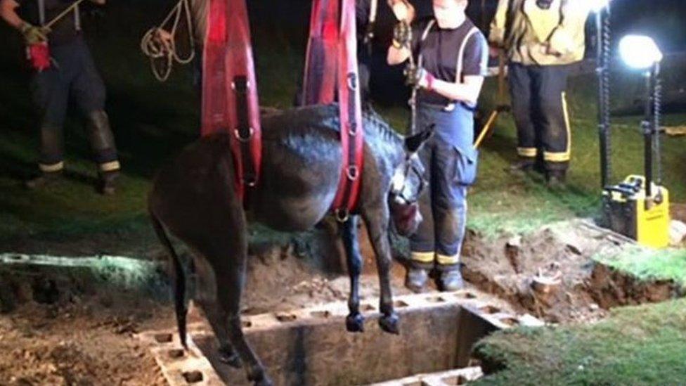 Donkey rescue in Cambridgeshire