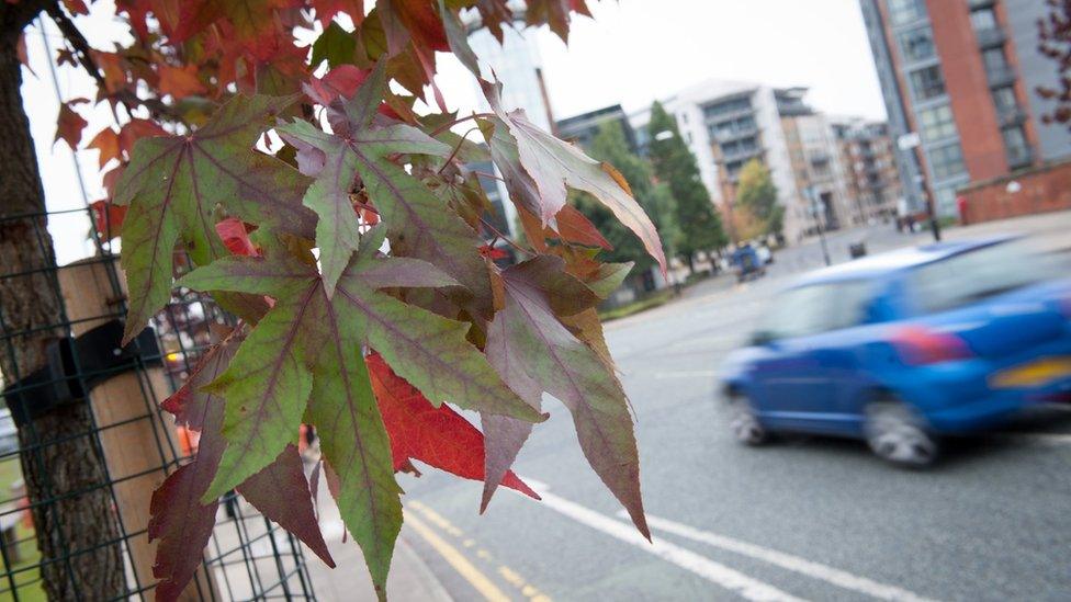 Urban tree (Image: City of Trees)