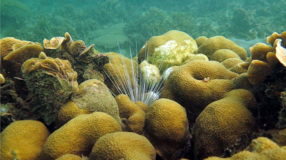 A close-up of the Varadero reef