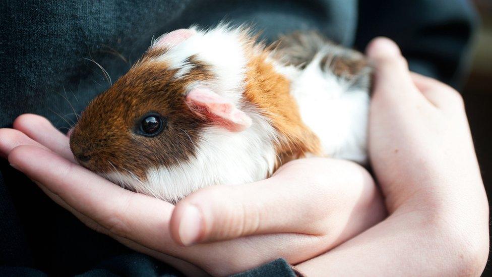 Stock guinea pig image