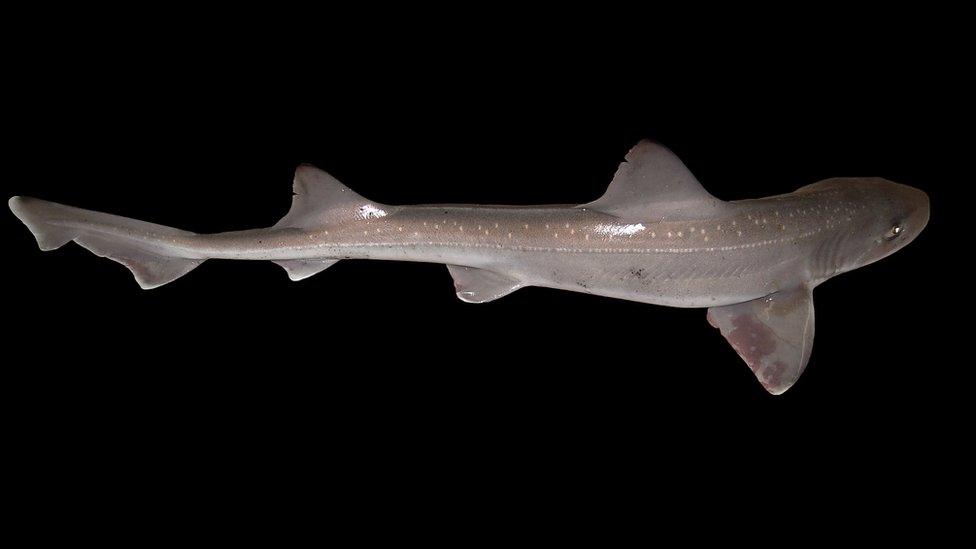 Starry smooth hound