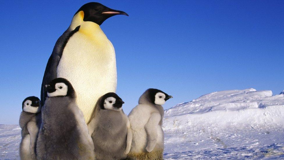 Emperor penguin adult with its babies