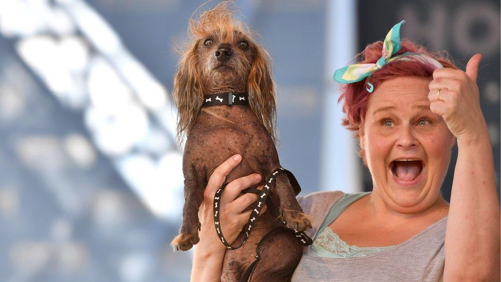 Heather Wilson holds up her dog, Himisaboo, a Chinese crested wiener dog mix