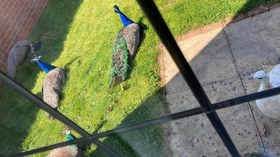 Peacocks in a garden in Dereham