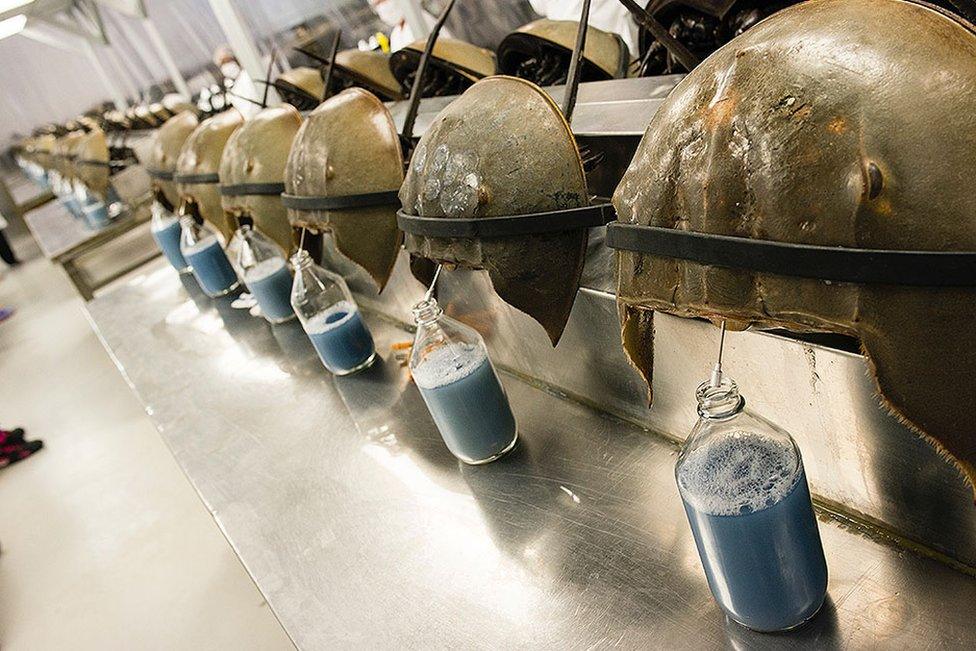 Horseshoe crabs are lined up being bled