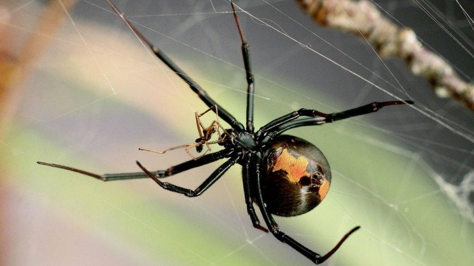 Redback spider