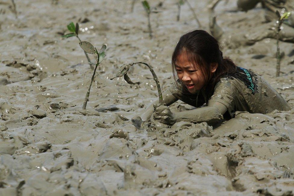 A young woman tends to a mangrove sapling in mud