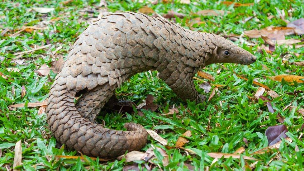 Live pangolin