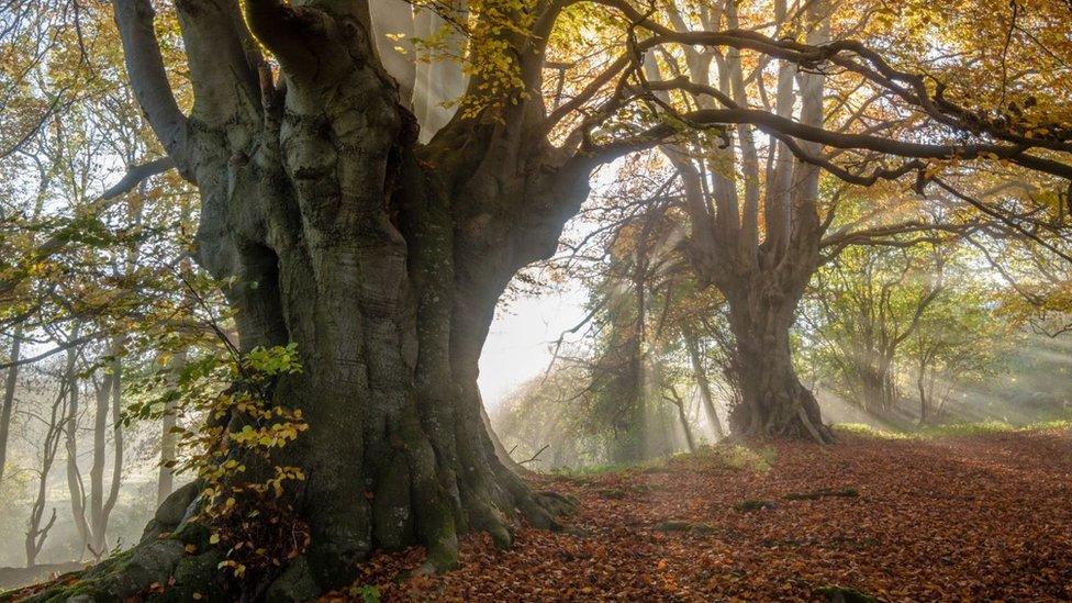 Ancient Beech