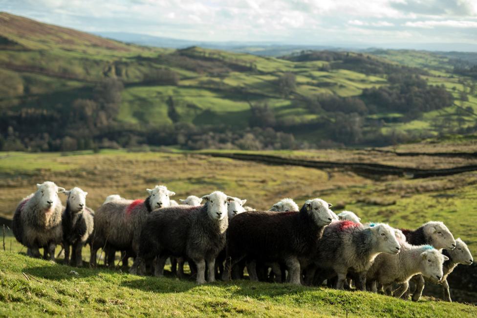 Herdwick sheep on Wansfell