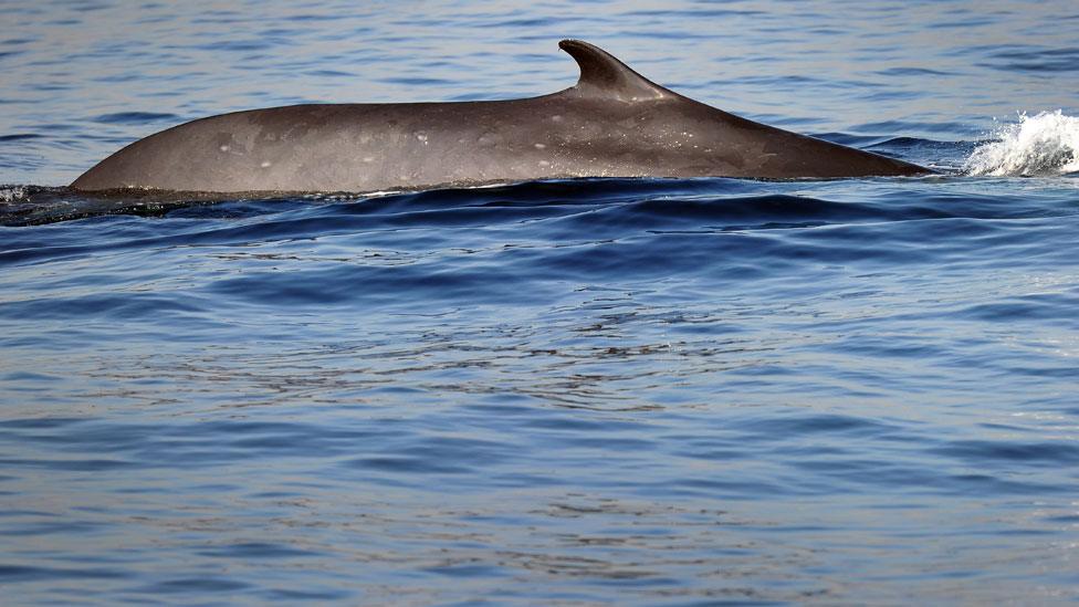 Fin whale