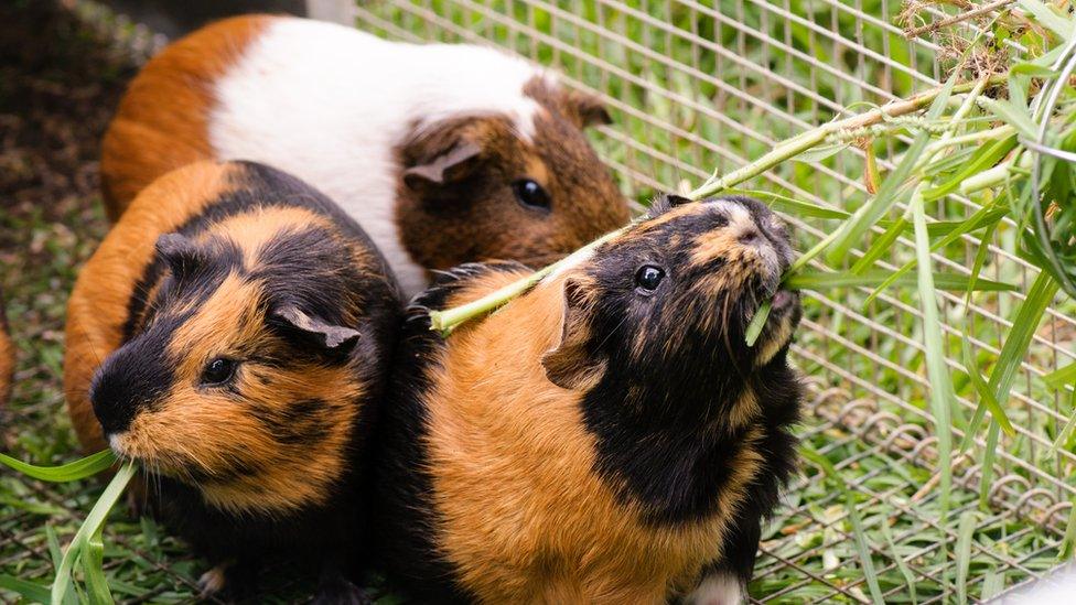 guinea-pigs.