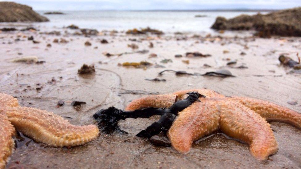 Starfish at Rosemarkie beach