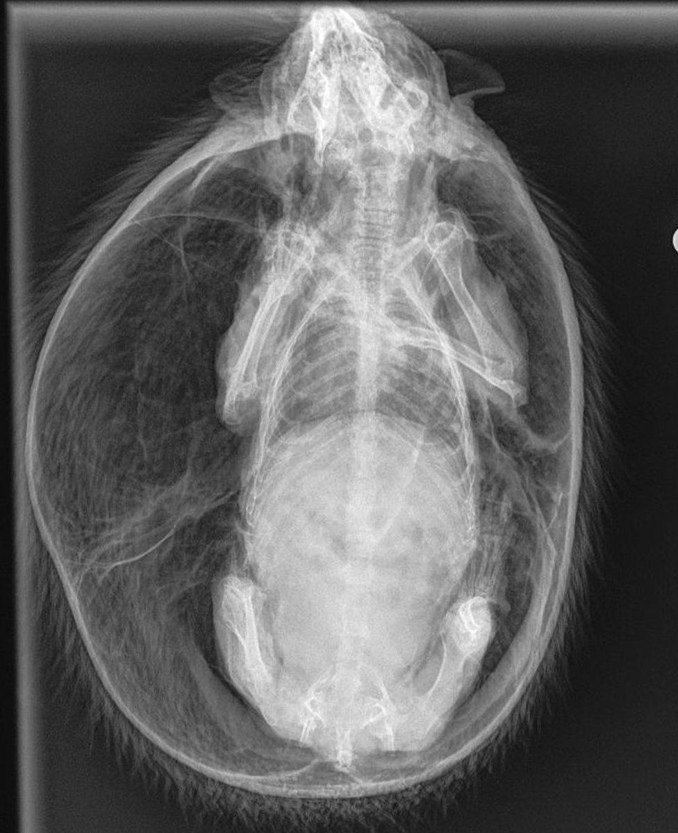 Hedgehog x-ray